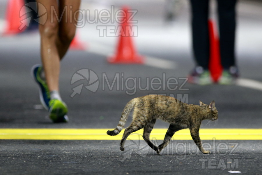 ATLETISMO: Campeonato del Mundo Absoluto al Aire Libre (Doha) 2019.
