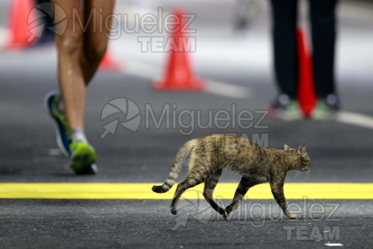ATLETISMO: Campeonato del Mundo Absoluto al Aire Libre (Doha) 2019.