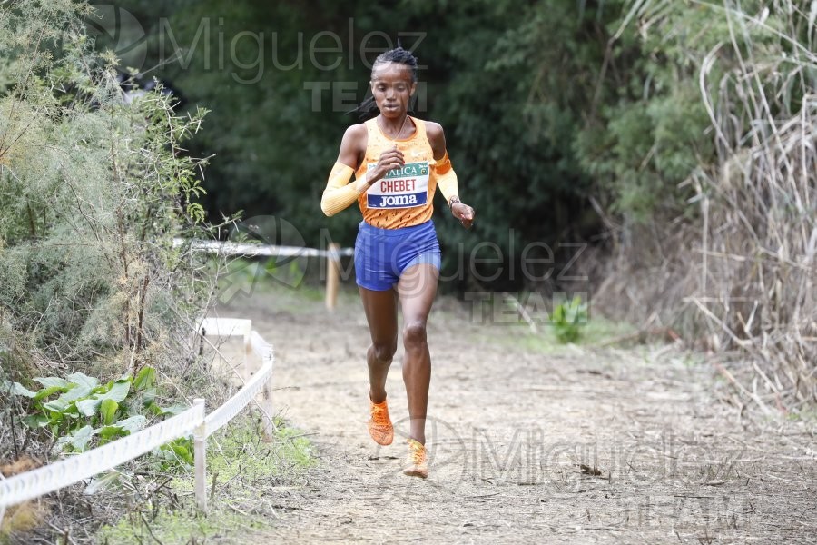 Campeonato de España de Campo a Través por Clubes (Santiponce) 2024